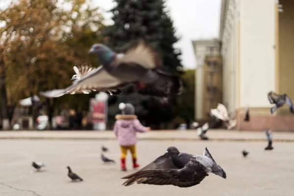 Niña con botas de lluvia jugando con pájaros en la plaza de la ciudad. Actividad infantil al aire libre —  Fotos de Stock