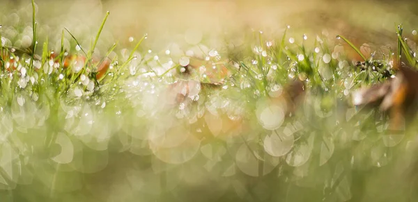 Ekologi suddig bakgrund av grönt gräs och regndroppar f vatten. Banderoll — Stockfoto