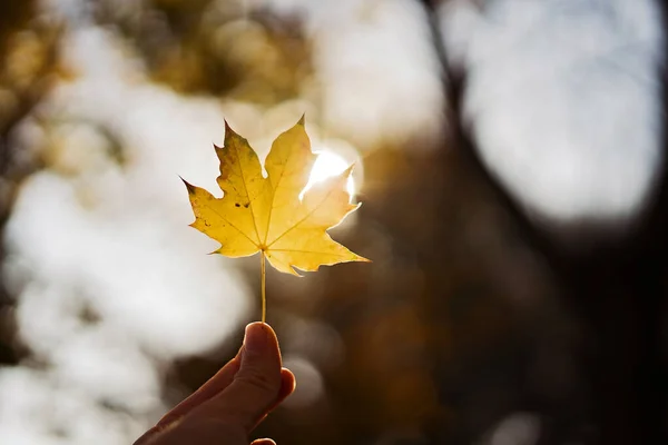 Liść klonu w dłoni na niebieskim tle natury. Jesienny sezon. Liść żółty — Zdjęcie stockowe