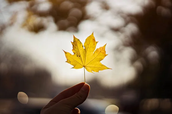 Foglia d'acero in una mano su sfondo naturale azzurrato. Stagione autunnale. Foglia gialla — Foto Stock