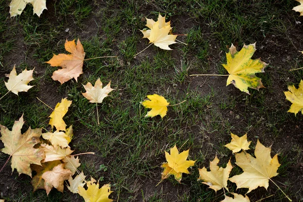 Colorful fall maple leaves on a background of green grass. Top view.