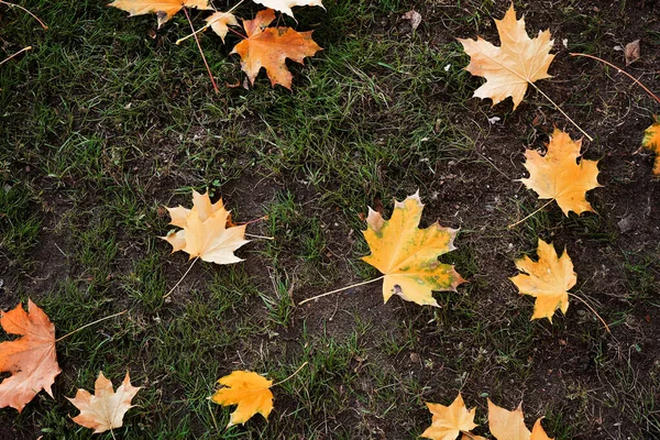Renkli sonbahar akçaağaç arka plan yeşil çim üzerinde bırakır. Üstten Görünüm. — Stok fotoğraf