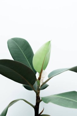 Beyaz arka planda yeni yapraklı incir bitkisi. Ev işleri konsepti. Yemyeşil