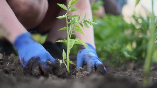 种植西红柿的女人在自家后院的花园里种满了泥土.天然有机食品 — 图库视频影像