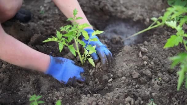 Femme jardinage tomates germes dans le sol sur son jardin arrière. Aliments biologiques naturels — Video