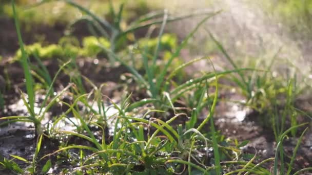 レタス灌漑の閉鎖。裏庭の園芸の概念です。スローモーション — ストック動画