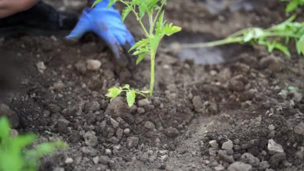 Donna giardinaggio germogli di pomodoro nel terreno sul suo giardino cortile. Alimenti biologici naturali — Video Stock
