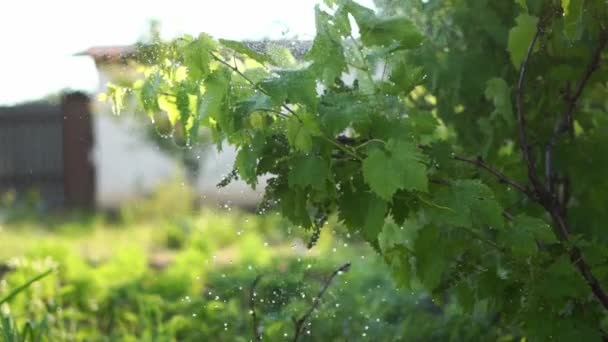 Podlewanie winogron na podwórku. Powolny ruch kropli wody. — Wideo stockowe