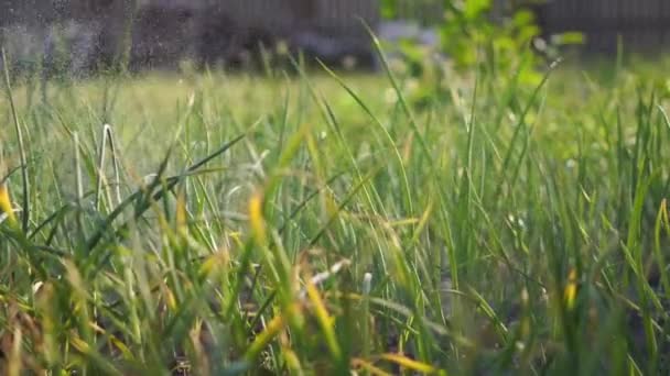 Fechar a irrigação da alface. conceito de jardinagem agrícola no quintal jardim. Movimento lento — Vídeo de Stock