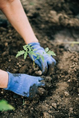 Bahçesindeki toprağın içine domates filizlendiren bir kadın. Doğal organik gıda.