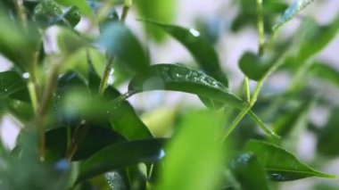 Sulama bitkisinin videosunu kapat. Ev işleri konsepti. Ekoloji