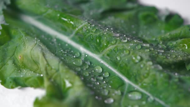 Μακρό σφηνάκι σαλάτα λάχανο με σταγόνες νερού. Βιολογική δίαιτα αποτοξίνωσης. Σούπερ-φαγητό. Φυσικό περιβάλλον — Αρχείο Βίντεο
