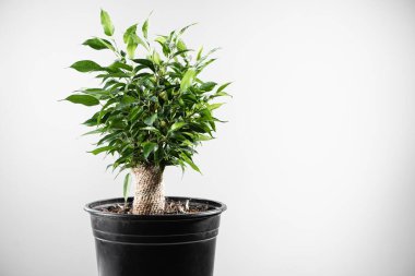 Ficus bitkisi beyaz arka planda. Ev işleri konsepti. Boşluğu kopyala 