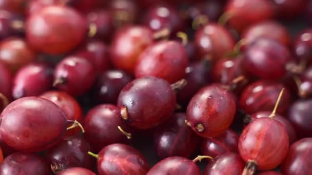Primo piano colpo rotante del raccolto di uva spina rossa. Stile di vita sano e mangiare. Cibo vegano — Video Stock