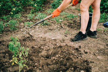 Ellerindeki çamurlu turpu kapat. Bahçe işleri. Yaşam biçimi