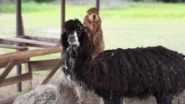 Animales de llama en la naturaleza salvaje rural. Fauna de América del Sur . — Vídeos de Stock