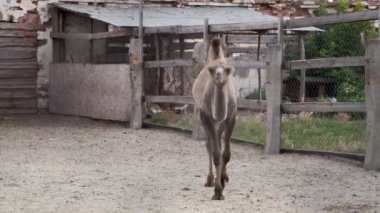 Kırsal alanda iki hörgüçlü bir deve. Vahşi yaşam hayvanları
