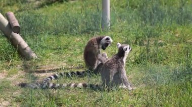 Vahşi hayatta iki küçük lemuru. Komik primatlar.