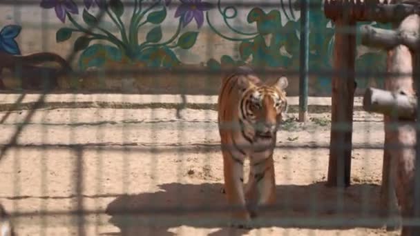 Tigres no zoológico. Barras de gaiolas. Triste animal na prisão — Vídeo de Stock