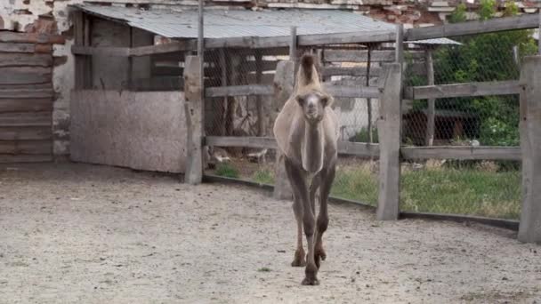 Верблюд у сільському парку з двома горбами. Дикі тварини — стокове відео