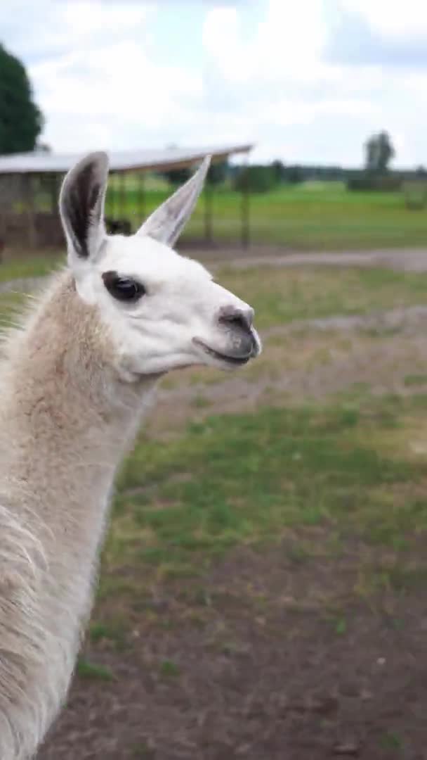 Lllama animali nella natura selvaggia rurale. — Video Stock