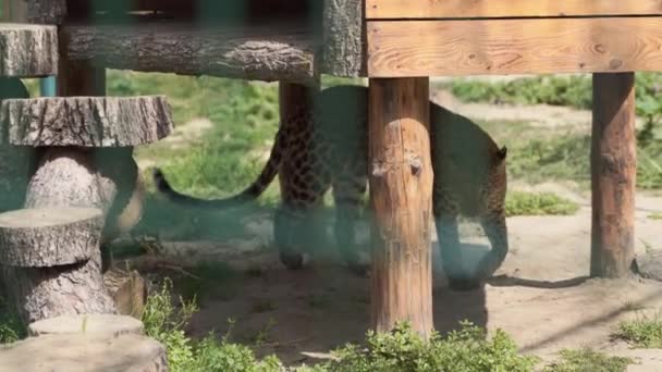 Cheetah animal en cautiverio en el parque ecológico o zoológico. Animal salvaje en jaula — Vídeos de Stock