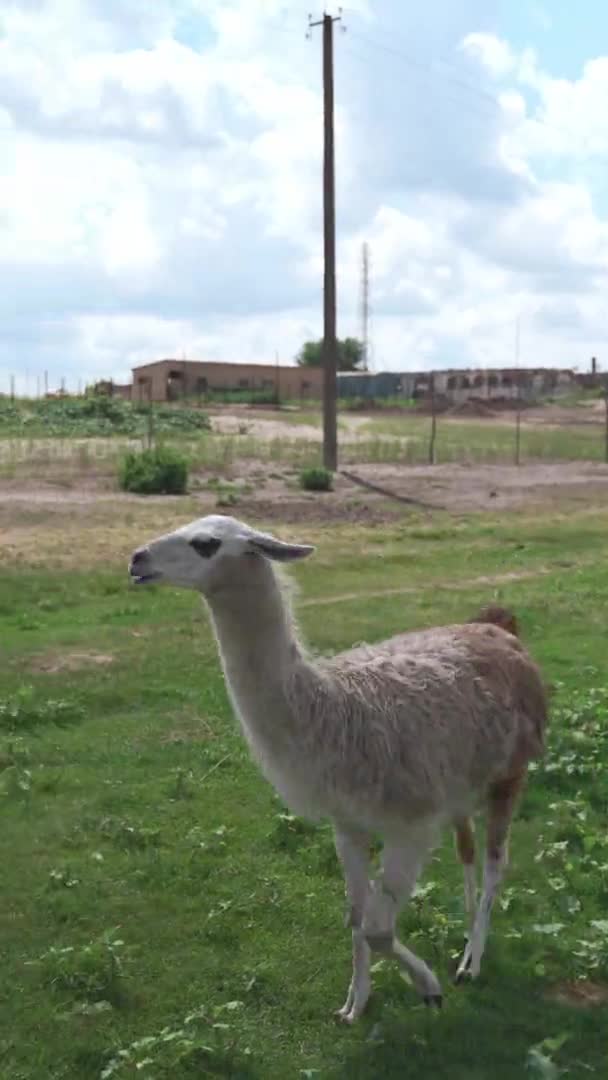 Lama djur på landsbygden vild natur. — Stockvideo