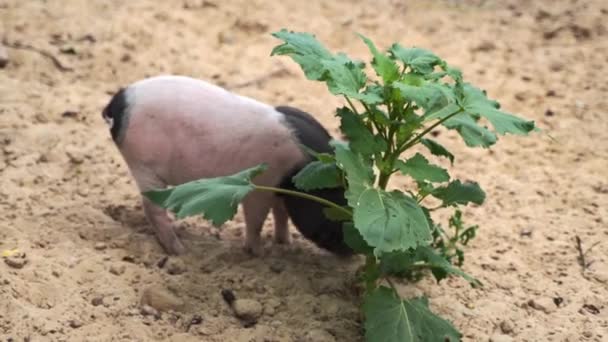 Маленькая вьетнамская свинья на ферме в дикой природе — стоковое видео