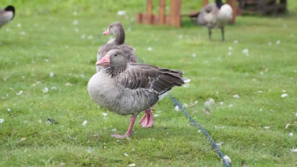 Gros plan de canard oiseau debout sur une jambe dans l'herbe — Video