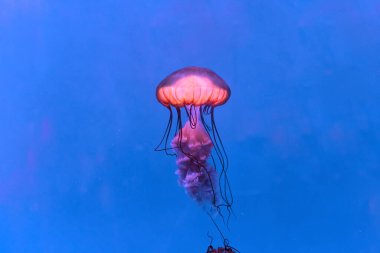 Mavi arka planda denizanası. Deniz altı yaşamı. 