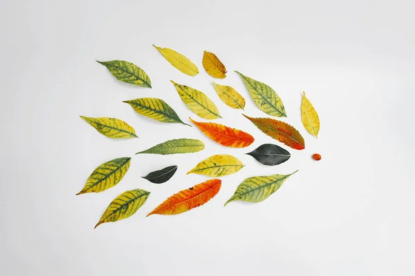 Podzimní žluté listy na bílém pozadí, uspořádány v létajícím tvaru — Stock fotografie