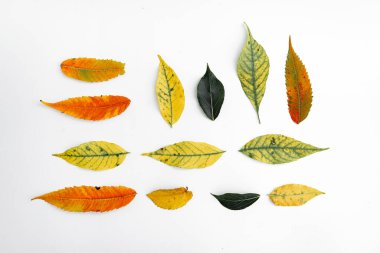 Sonbahar sarısı yapraklar beyaz arka planda. Sonbahar arkaplanının üst görünümü.