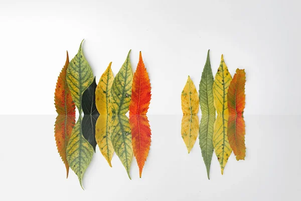 Feuilles jaunes d'automne disposées dans la limite forestière. Photographie conceptuelle minimale de l'environnement. — Photo