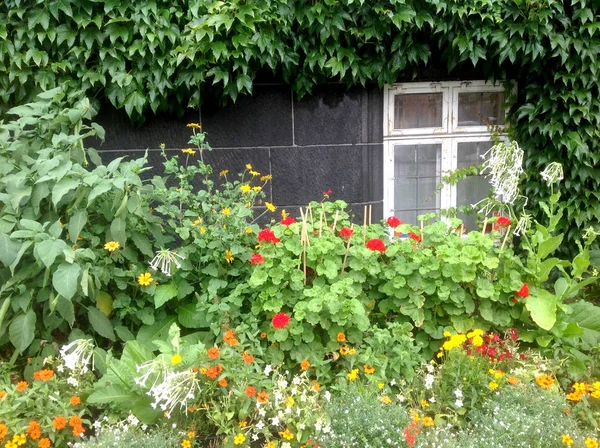 Dom Ogród Kwiaty Okna — Zdjęcie stockowe
