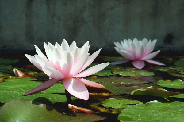 Lotos Waterlilies Lake — Stock Photo, Image