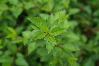 Yeşil yapraklar, üst manzara