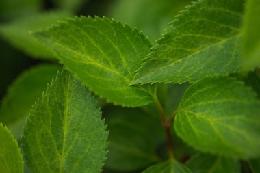 Yeşil yapraklar, üst manzara