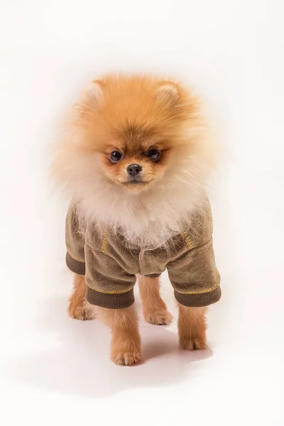 Pomeranian Spitz giysileri ile beyaz zemin üzerine