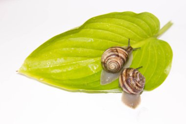 Beyaz izole salyangoz. Helezon yaprak yeşil üzerinde. Güzellik kozmetik bakım. Tarama