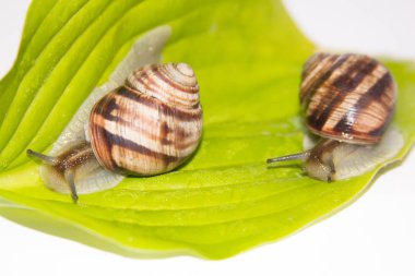 Beyaz izole salyangoz. Helezon yaprak yeşil üzerinde. Güzellik kozmetik bakım. Tarama