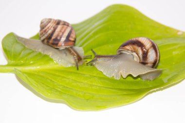 Beyaz izole salyangoz. Helezon yaprak yeşil üzerinde. Güzellik kozmetik bakım. Tarama