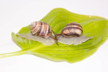 Beyaz izole salyangoz. Helezon yaprak yeşil üzerinde. Güzellik kozmetik bakım. Tarama