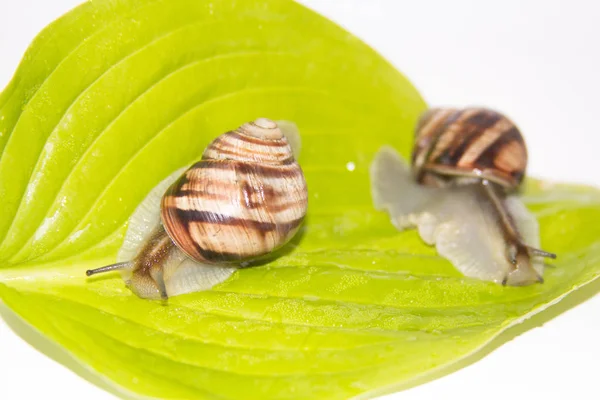 Beyaz izole salyangoz. Helezon yaprak yeşil üzerinde. Güzellik kozmetik bakım. Tarama