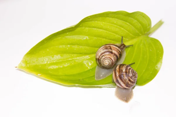 Beyaz izole salyangoz. Helezon yaprak yeşil üzerinde. Güzellik kozmetik bakım. Tarama