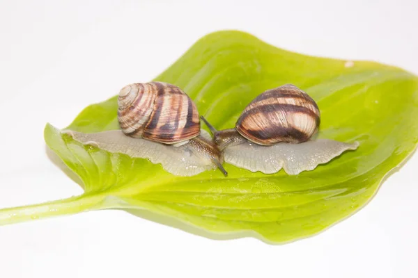 Beyaz izole salyangoz. Helezon yaprak yeşil üzerinde. Güzellik kozmetik bakım. Tarama