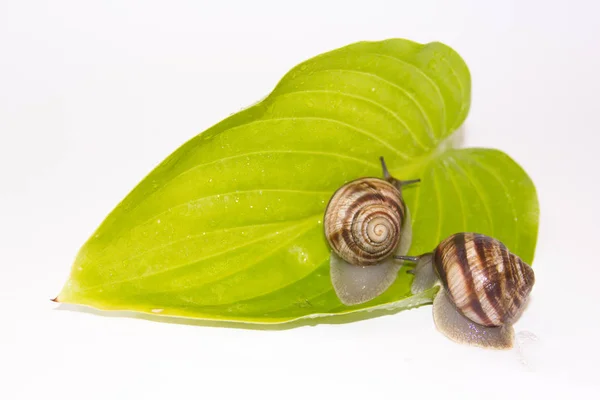 Beyaz izole salyangoz. Helezon yaprak yeşil üzerinde. Güzellik kozmetik bakım. Tarama