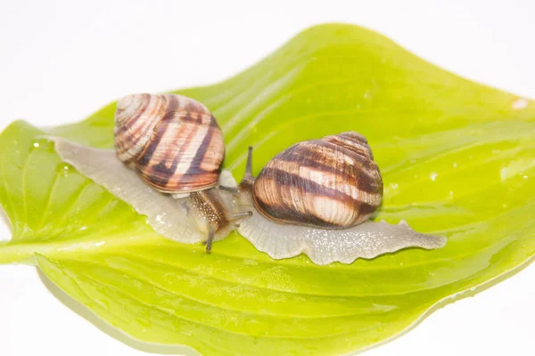 Beyaz izole salyangoz. Helezon yaprak yeşil üzerinde. Güzellik kozmetik bakım. Tarama