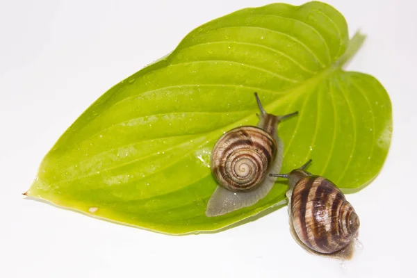 Beyaz izole salyangoz. Helezon yaprak yeşil üzerinde. Güzellik kozmetik bakım. Tarama