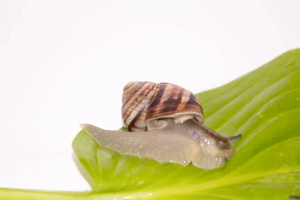 Beyaz izole salyangoz. Helezon yaprak yeşil üzerinde. Güzellik kozmetik bakım. Tarama