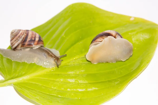 Beyaz izole salyangoz. Helezon yaprak yeşil üzerinde. Güzellik kozmetik bakım. Tarama